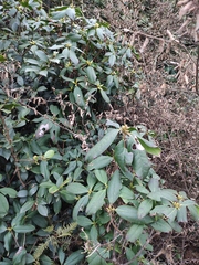 Rhododendron latoucheae