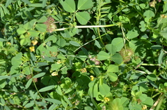 Medicago polymorpha