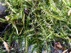 Fontinalis neomexicana