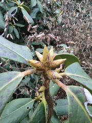 Rhododendron latoucheae