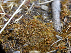 Pleuridium acuminatum