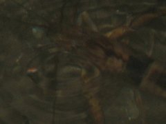 Macrobrachium carcinus