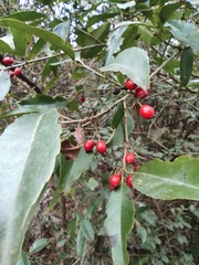 Ilex chinensis