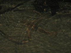 Macrobrachium carcinus