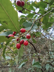 Ilex chinensis