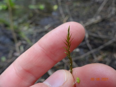 Fontinalis neomexicana