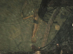 Macrobrachium carcinus