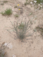 Thamnosma texana