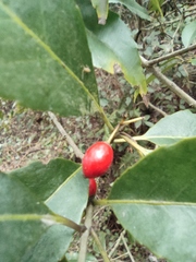Ilex chinensis