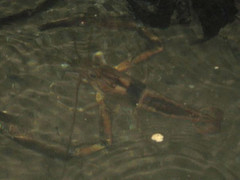 Macrobrachium carcinus