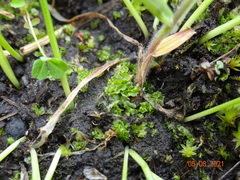 Fossombronia longiseta