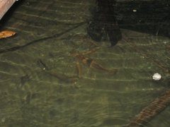 Macrobrachium carcinus