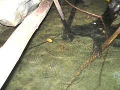 Macrobrachium carcinus