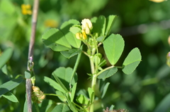 Medicago polymorpha