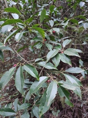 Ilex chinensis