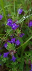 Scutellaria wrightii