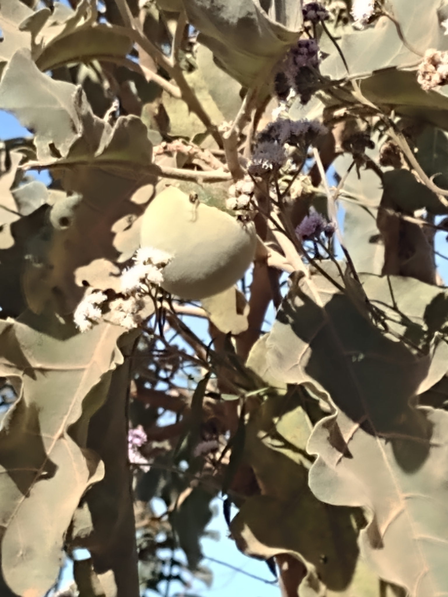 Solanum lycocarpum