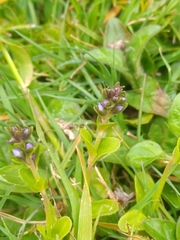 Veronica serpyllifolia