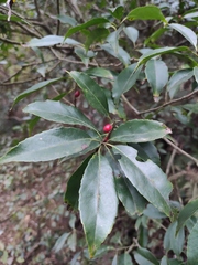 Ilex chinensis