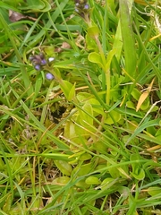 Veronica serpyllifolia
