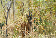Hippotragus niger kirkii
