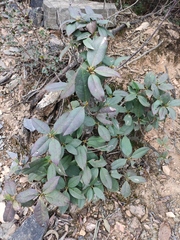 Rhododendron latoucheae