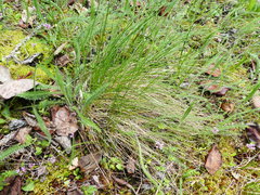 Festuca roemeri