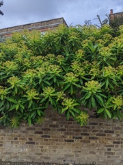 Euphorbia mellifera