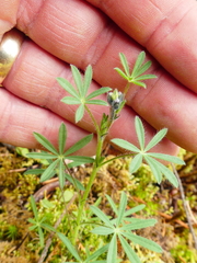 Lupinus polycarpus