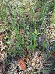 Galium virgatum