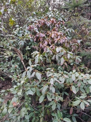 Rhododendron latoucheae