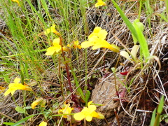 Erythranthe microphylla