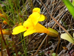 Erythranthe microphylla