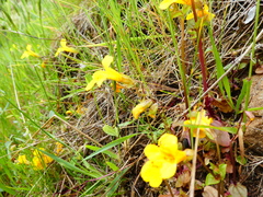 Erythranthe microphylla