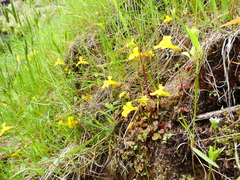 Erythranthe microphylla