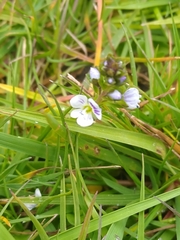 Veronica serpyllifolia