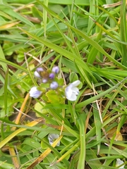 Veronica serpyllifolia