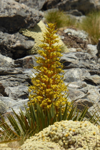 Colenso's Speargrass (Aciphylla colensoi)