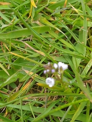 Veronica serpyllifolia