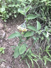 Solanum bulbocastanum