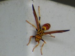 Polistes cubensis