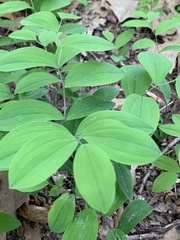 Uvularia sessilifolia