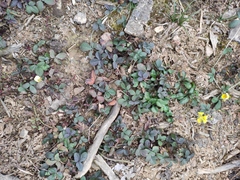 Potentilla freyniana