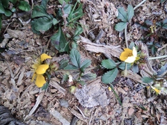 Potentilla freyniana