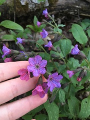 Pulmonaria obscura