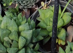 Haworthia cymbiformis