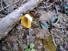 Potentilla freyniana