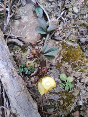 Potentilla freyniana