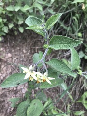 Solanum bulbocastanum