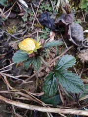 Potentilla freyniana